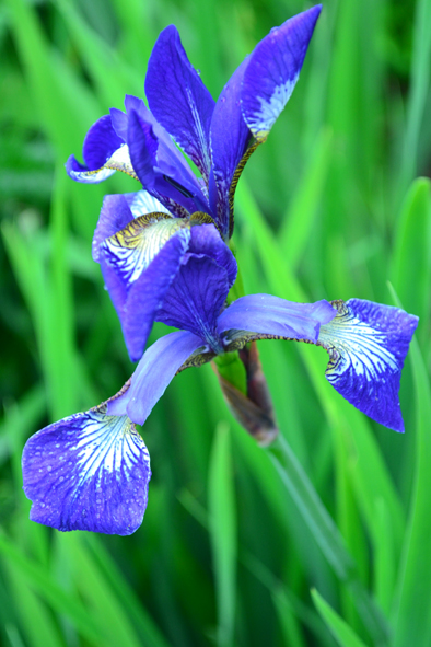 Blue and green, an Iris in the gardens of Ardgillen Castle