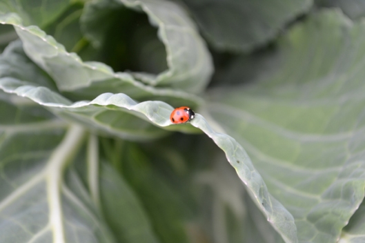 ladybirdcabbage