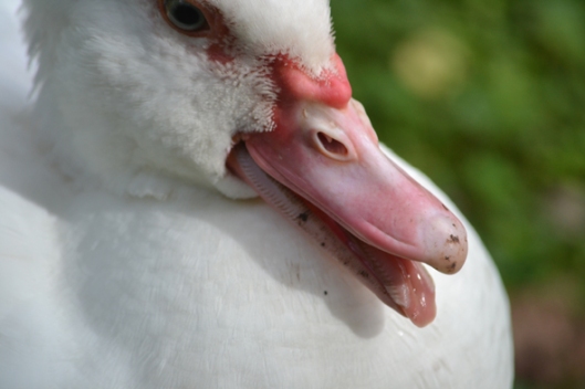 cheeky ducky (have never seen a  duck tongue before) 